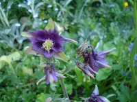 akeleilila.webp