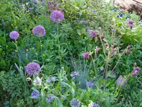 kugellauchakeleiblauschwingelgras.webp