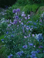 kugellauchakeleienbergflockenblumen.webp