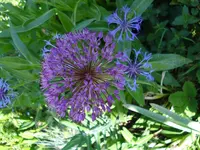 kugellauchberflockenblumenah.webp