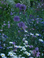kugellauchmargeriten.webp