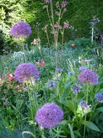 kugellauchnah1.webp