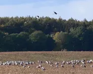 TVGr Kraniche P1020345 im Anflug e.webp