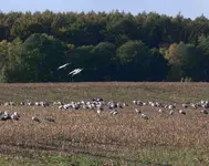 TVGr Kraniche P1020346 Landung e.webp