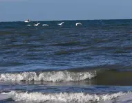 TVGr Schwäne P1020518.webp