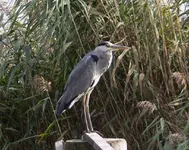 P1050287i H-10 Reiher vor Schilf größer 128 102.webp