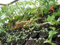 Tomatenjungvolk.webp