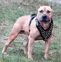 amstaff.webp