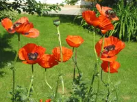 Türkenmohn.webp