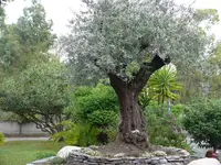 k-P1000594.webp