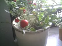 PIC00342.webp
