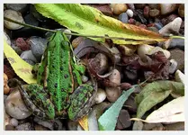 frosch.webp