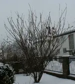 mandel.webp
