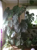 Monstera.webp