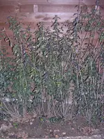 Liguster 003.webp