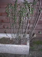 Liguster 004.webp