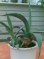 Bild002 (8).webp