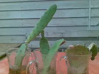 Bild010 (3).webp