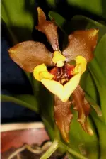 Miniorchideen 003.webp