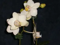 Miniorchideen.webp