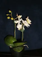 Miniorchideen 004.webp