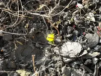 Winterlinge 2_09.webp