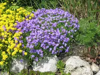 Blaukissen.webp