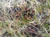 Rasenpilz3.webp