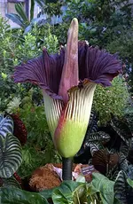 261px-Titan-arum1web.webp