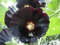 schwarze stockrose.webp