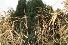 DSC03181.webp