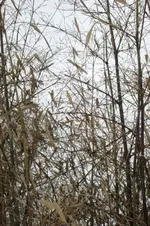 DSC03198.webp