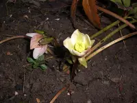 Garten Ende Febr.09 013.webp