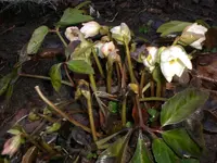 Garten Ende Febr.09 015.webp