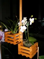 Miniorchideen 006.webp