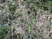 IMG_2062.webp