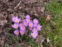DSCN5554.webp