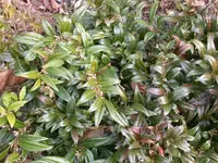 DSCN5559.webp