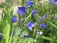 IMG_2113 Ballonblume 320 pix.webp