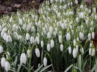 schnee.webp