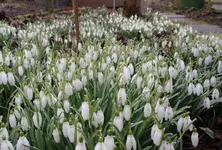 schnee1.webp