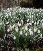 schnee4.webp