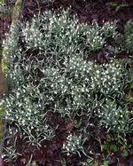 schnee5.webp
