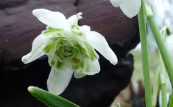 schnee gefuellt3.webp