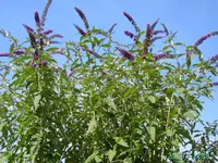 Buddleia Black Knight (2).webp
