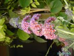 Buddleia Flower Power.jpg