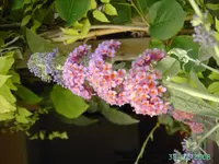 Buddleia Flower Power.webp