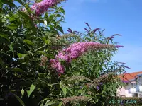 Buddleia Pink Delight (3).webp