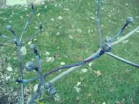 Blumenhartriegel.webp