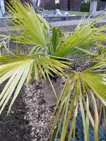 Hanfpalme.webp